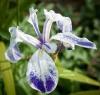 Kosatec sv. fialový - Iris kaempferi Mottled Beauty