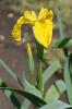 Kosatec žlutý - Iris pseudacorus