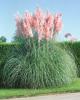Pampová tráva růžová - Cortaderia selloana Rosea